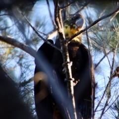 Calyptorhynchus lathami lathami at Moruya, NSW - 17 Jun 2022