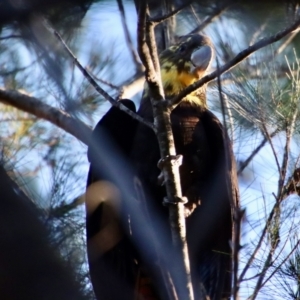 Calyptorhynchus lathami lathami at Moruya, NSW - 17 Jun 2022