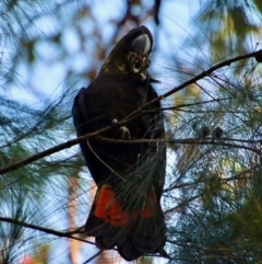 Calyptorhynchus lathami lathami at Moruya, NSW - 17 Jun 2022