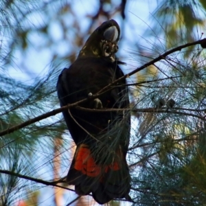 Calyptorhynchus lathami lathami at Moruya, NSW - 17 Jun 2022