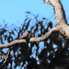 Daphoenositta chrysoptera (Varied Sittella) at Cook, ACT - 12 Jun 2022 by Tammy