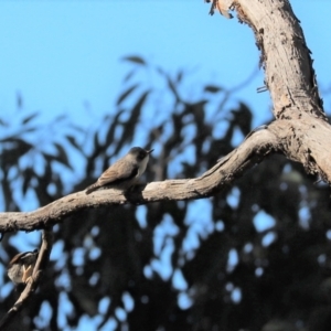 Daphoenositta chrysoptera at Cook, ACT - 12 Jun 2022 01:05 PM