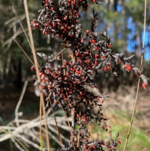 Gahnia sieberiana at Moruya, NSW - 17 Jun 2022