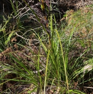 Gahnia sieberiana at Moruya, NSW - 17 Jun 2022