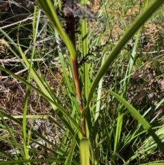 Gahnia sieberiana at Moruya, NSW - 17 Jun 2022