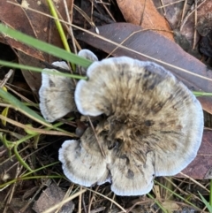 Unidentified Fungus (TBC) at Moruya, NSW - 16 Jun 2022 by LisaH