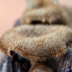 Lentinus fasciatus (Hairy Trumpet) at Broulee Moruya Nature Observation Area - 17 Jun 2022 by LisaH