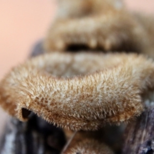 Lentinus fasciatus at Moruya, NSW - 17 Jun 2022