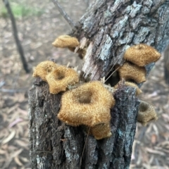 Lentinus fasciatus at Moruya, NSW - 17 Jun 2022