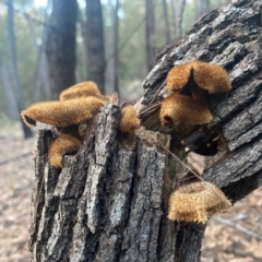 Lentinus fasciatus at Moruya, NSW - 17 Jun 2022