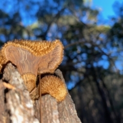 Lentinus fasciatus at Moruya, NSW - 17 Jun 2022
