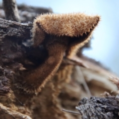Lentinus fasciatus at Moruya, NSW - suppressed