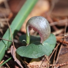 Corybas aconitiflorus (Spurred Helmet Orchid) at Moruya, NSW - 17 Jun 2022 by LisaH