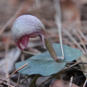 Corybas aconitiflorus at Moruya, NSW - suppressed