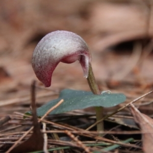 Corybas aconitiflorus at Moruya, NSW - suppressed