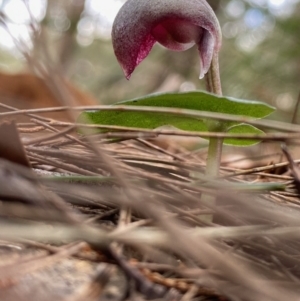 Corybas aconitiflorus at Moruya, NSW - suppressed