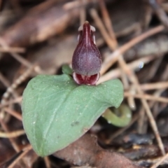 Corybas unguiculatus (Small Helmet Orchid) at Broulee Moruya Nature Observation Area - 17 Jun 2022 by LisaH