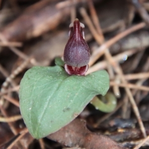 Corybas unguiculatus at Moruya, NSW - suppressed