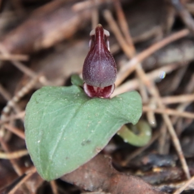 Corybas unguiculatus (Small Helmet Orchid) at Broulee Moruya Nature Observation Area - 17 Jun 2022 by LisaH