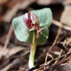 Corybas unguiculatus at Moruya, NSW - suppressed