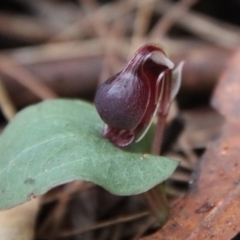 Corybas unguiculatus at Moruya, NSW - suppressed