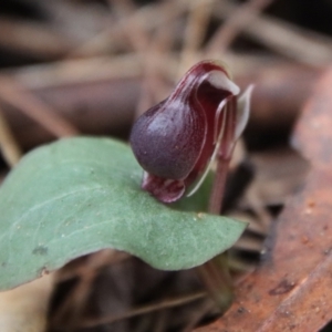 Corybas unguiculatus at Moruya, NSW - suppressed