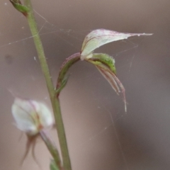 Acianthus fornicatus (Pixie-caps) at Broulee Moruya Nature Observation Area - 17 Jun 2022 by LisaH