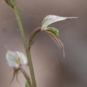 Acianthus fornicatus at Moruya, NSW - 17 Jun 2022