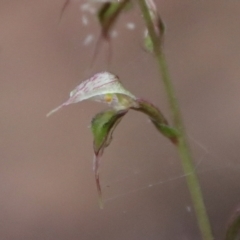 Acianthus fornicatus at Moruya, NSW - suppressed