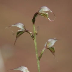 Acianthus fornicatus at Moruya, NSW - 17 Jun 2022