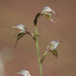 Acianthus fornicatus at Moruya, NSW - 17 Jun 2022