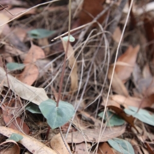 Acianthus fornicatus at Moruya, NSW - suppressed