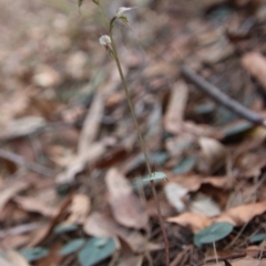 Acianthus fornicatus at Moruya, NSW - suppressed