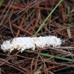 Lepidoptera unclassified IMMATURE moth at Moruya, NSW - 17 Jun 2022 by LisaH