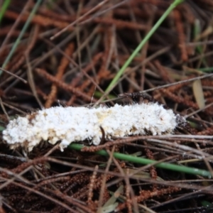 Lepidoptera unclassified IMMATURE at Moruya, NSW - suppressed