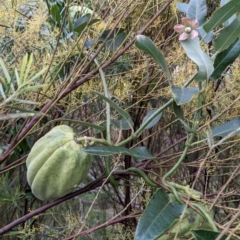 Araujia sericifera (Moth Plant) at ANU Liversidge Precinct - 17 Jun 2022 by camcols