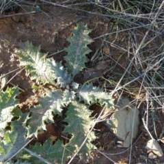 Onopordum acanthium (Scotch Thistle) at Mulligans Flat - 13 Jun 2022 by Birdy