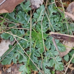 Erodium botrys (Long Storksbill) at Wodonga, VIC - 13 Jun 2022 by KylieWaldon