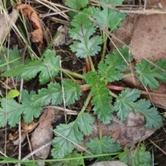 Erodium botrys at Wodonga, VIC - 13 Jun 2022 11:11 AM