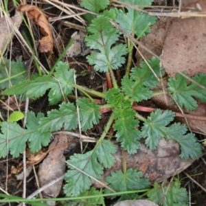 Erodium botrys at Wodonga, VIC - 13 Jun 2022 11:11 AM