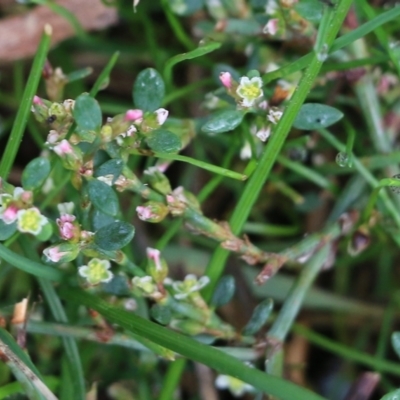 Polygonum arenastrum (Wireweed) at Wodonga - 13 Jun 2022 by KylieWaldon