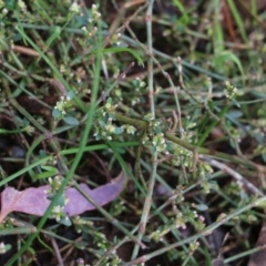 Polygonum arenastrum at Wodonga, VIC - 13 Jun 2022 11:10 AM