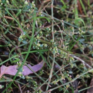 Polygonum arenastrum at Wodonga, VIC - 13 Jun 2022 11:10 AM