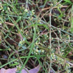 Polygonum arenastrum at Wodonga, VIC - 13 Jun 2022 11:10 AM