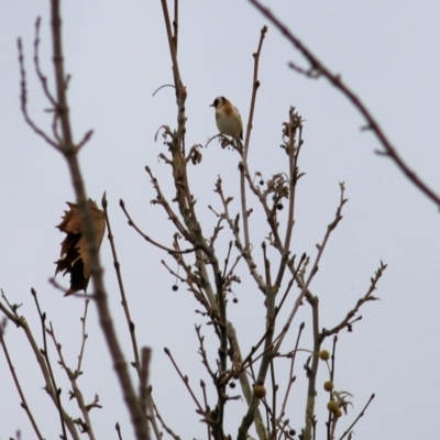 Carduelis carduelis (European Goldfinch) at Wodonga - 13 Jun 2022 by KylieWaldon