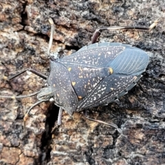 Poecilometis patruelis (Gum Tree Shield Bug) at Stromlo, ACT - 18 Jun 2022 by trevorpreston