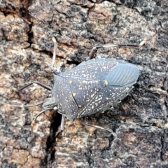 Poecilometis patruelis at Stromlo, ACT - 18 Jun 2022