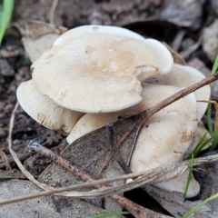 Unidentified Cap on a stem; gills below cap [mushrooms or mushroom-like] (TBC) at Bluetts Block Area - 18 Jun 2022 by trevorpreston