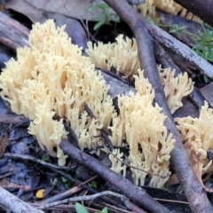 Ramaria sp. (A Coral fungus) at Block 402 - 18 Jun 2022 by trevorpreston