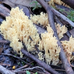 Ramaria sp. (A Coral fungus) at Stromlo, ACT - 18 Jun 2022 by trevorpreston